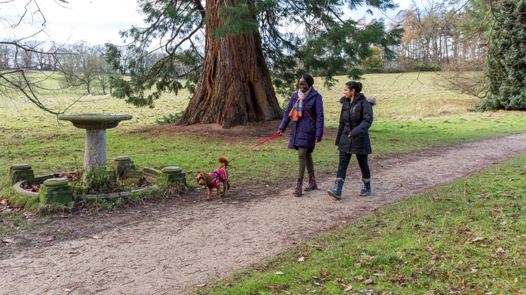 Two people walking the Short Walk through woodland at Kedleston Hall, Derbyshire